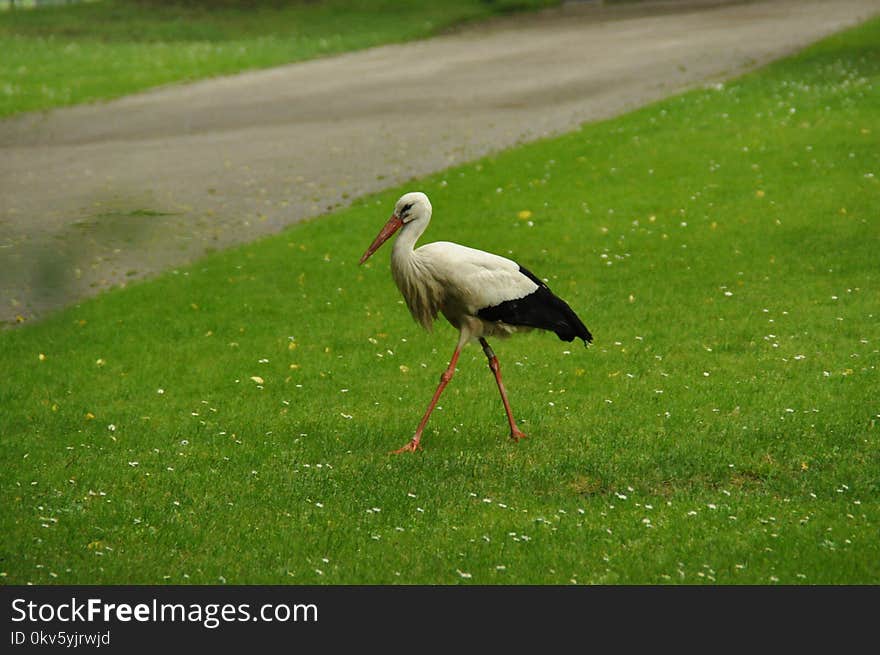 Bird, Stork, Ecosystem, Ciconiiformes