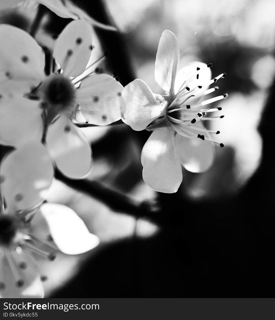 White, Black And White, Blossom, Monochrome Photography