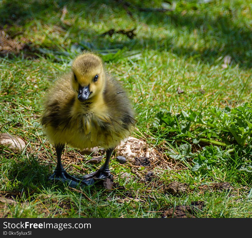 Bird, Fauna, Duck, Water Bird