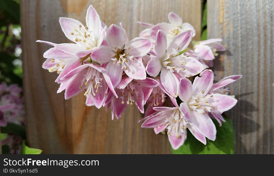 Flower, Pink, Plant, Flowering Plant