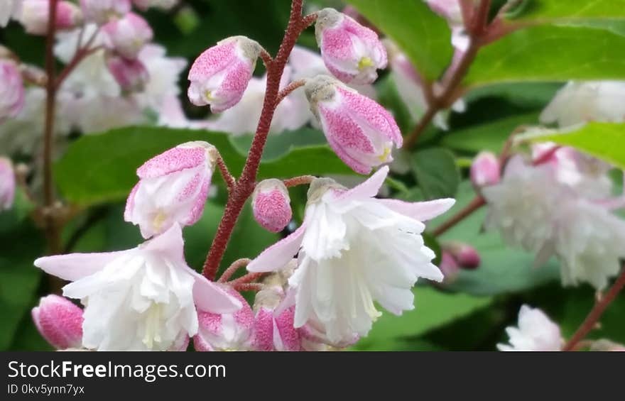 Plant, Flower, Blossom, Spring