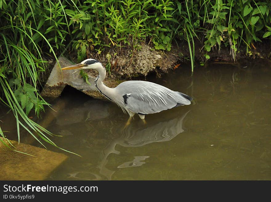 Bird, Ecosystem, Fauna, Beak