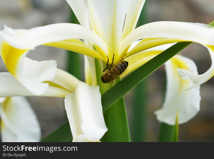 Flower, Yellow, Pollen, Lily