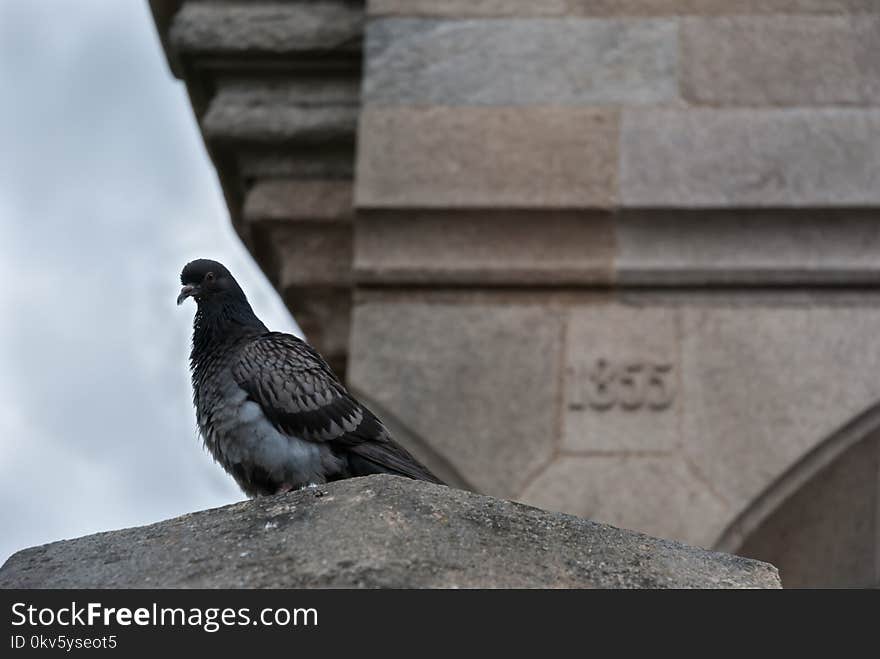 Bird, Beak, Fauna, Feather