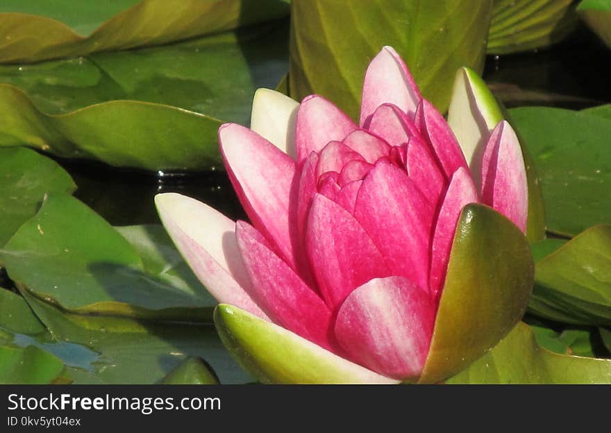 Flower, Plant, Flora, Sacred Lotus