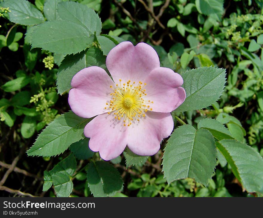 Flower, Rosa Canina, Rose Family, Flowering Plant