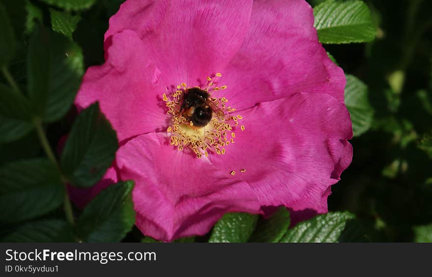 Flower, Rose Family, Pink, Rose