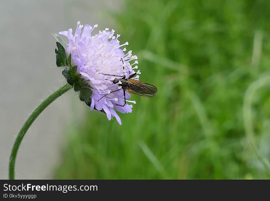 Insect, Flower, Nectar, Pollinator