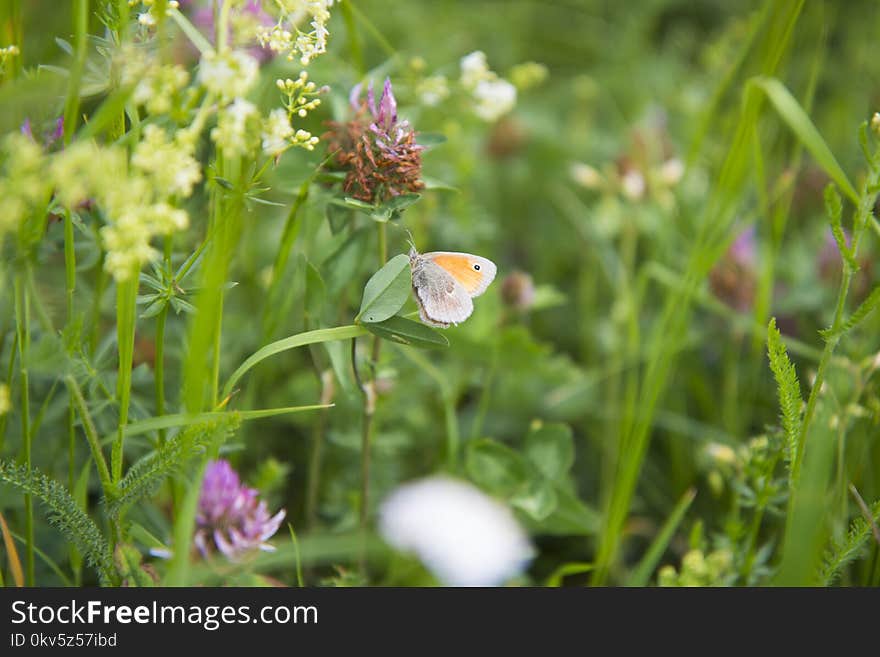 Flower, Flora, Meadow, Grass