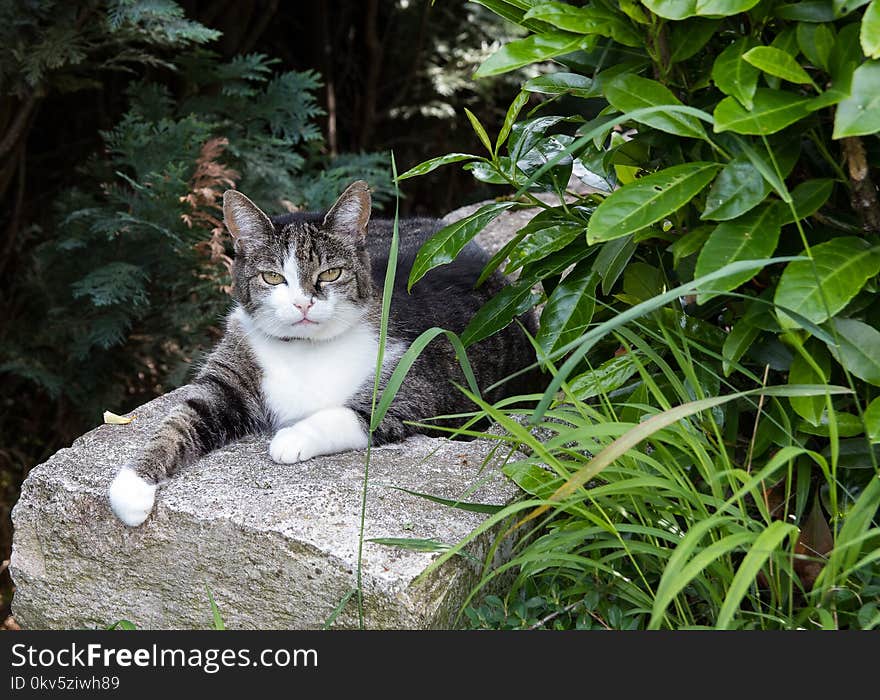 Cat, Fauna, Small To Medium Sized Cats, Whiskers