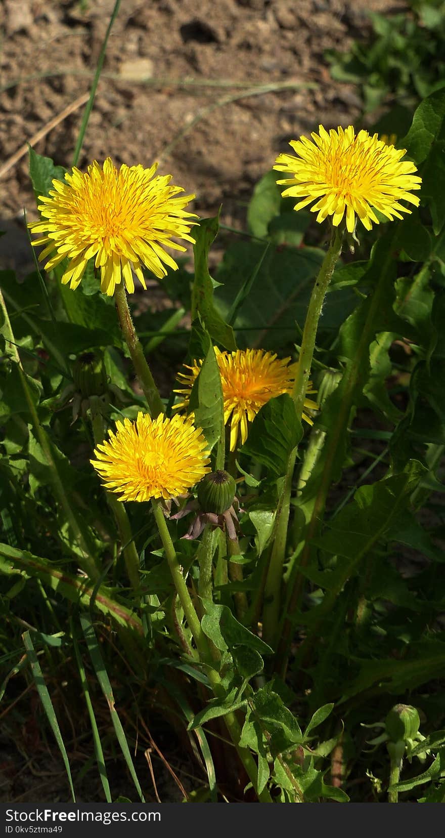 Flower, Dandelion, Plant, Sow Thistles