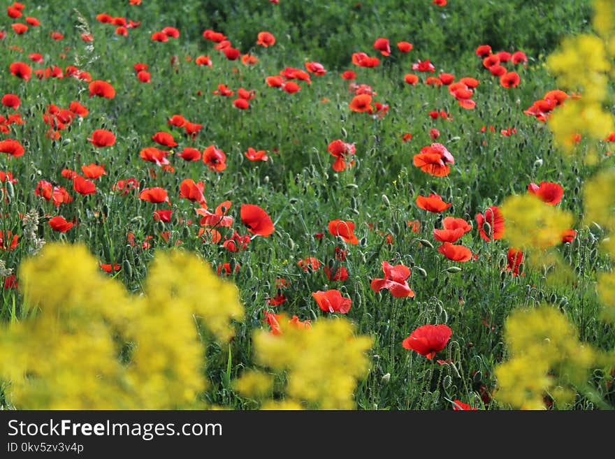 Flower, Field, Wildflower, Vegetation