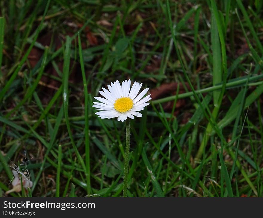 Flower, Flora, Plant, Grass