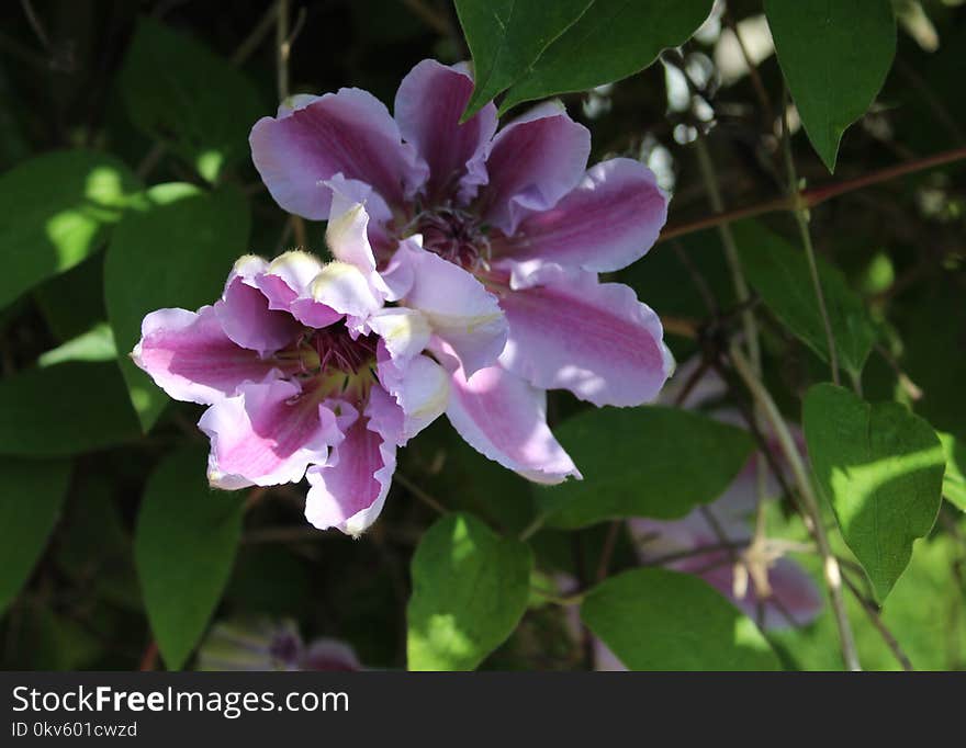 Flower, Plant, Flowering Plant, Rose Family