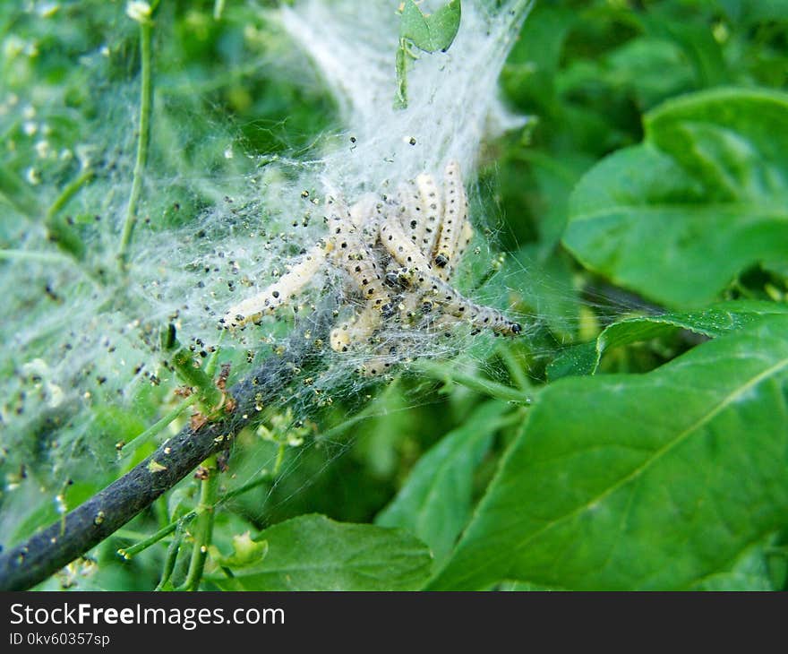 Leaf, Invertebrate, Spider Web, Plant Pathology