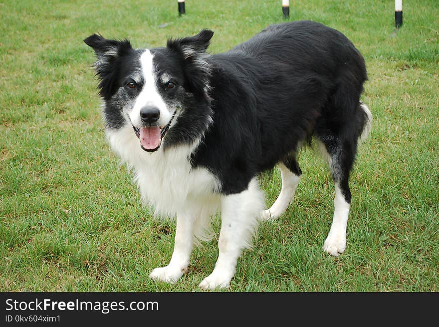 Dog, Dog Breed, Dog Like Mammal, Border Collie