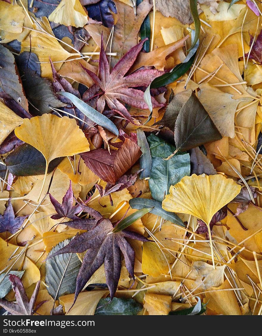 Leaf, Deciduous, Plant, Autumn