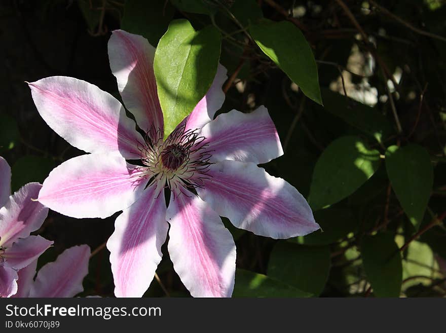 Flower, Plant, Flora, Flowering Plant