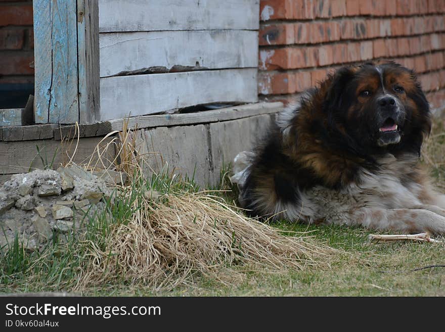 Dog, Dog Like Mammal, Dog Breed Group, Dog Breed