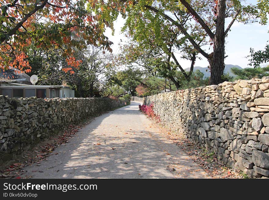 Wall, Tree, Walkway, Autumn