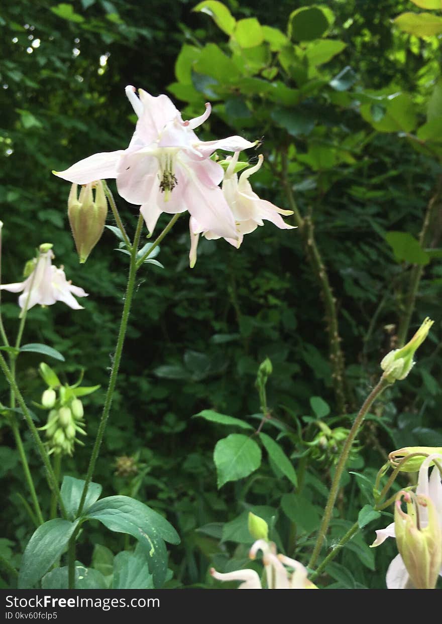 Flower, Plant, Flora, Lily