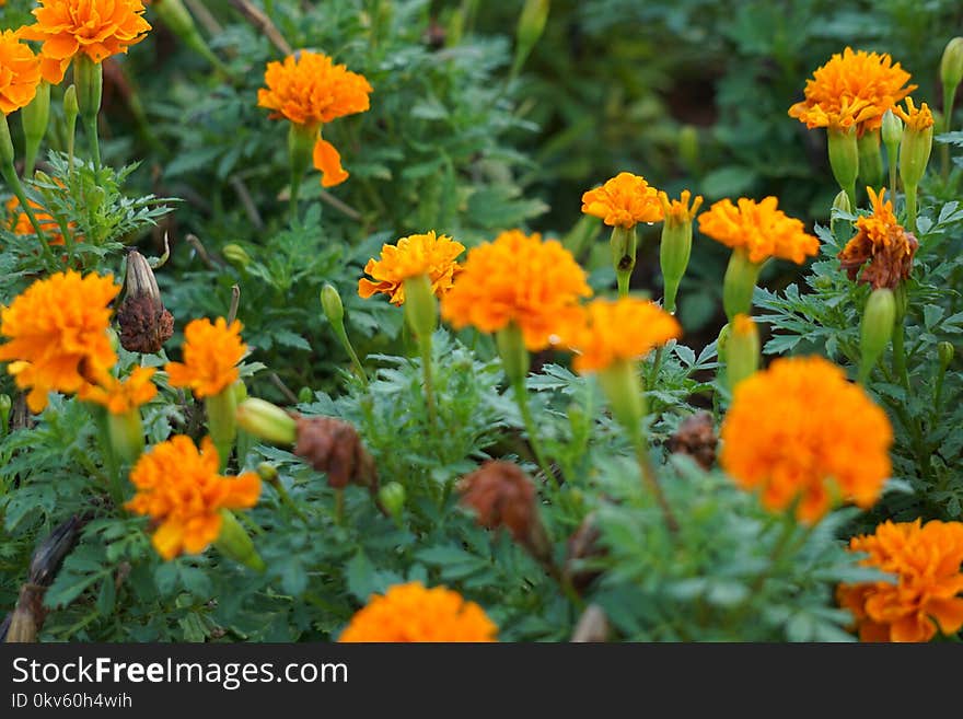 Flower, Plant, Annual Plant, Wildflower