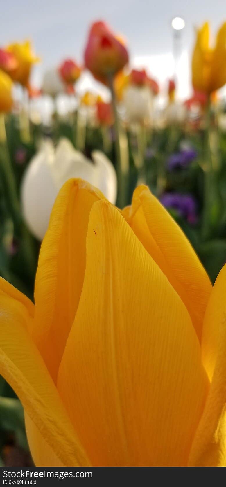 Flower, Yellow, Flowering Plant, Tulip