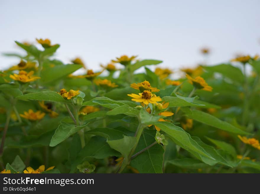 Flower, Plant, Flora, Hypericum