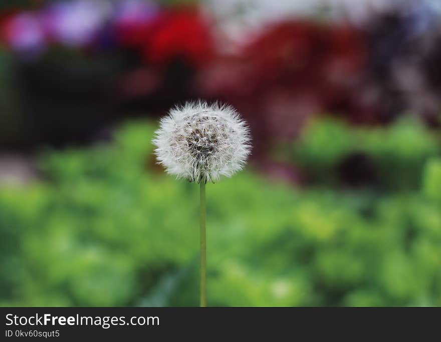 Flower, Flora, Dandelion, Plant