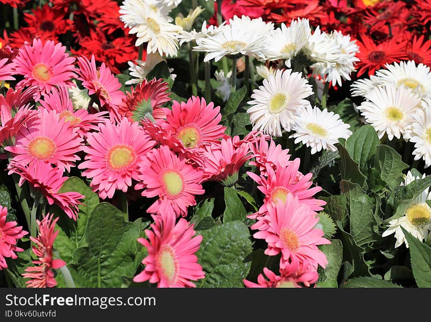 Flower, Plant, Flowering Plant, Gerbera