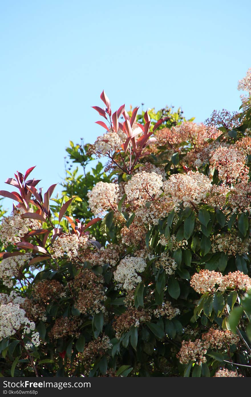 Plant, Flower, Flora, Vegetation