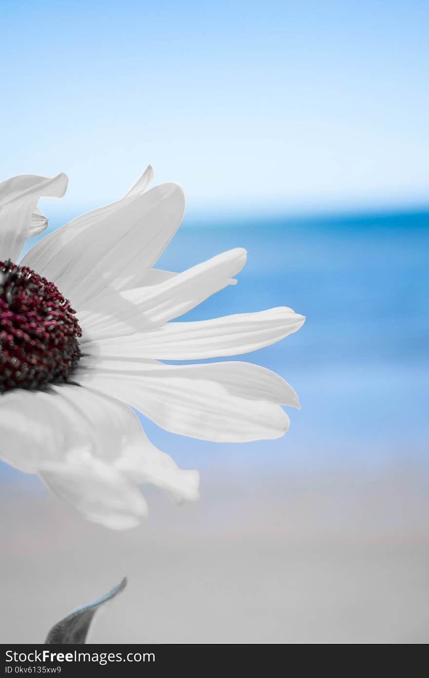 Flower, Sky, Water, Sea