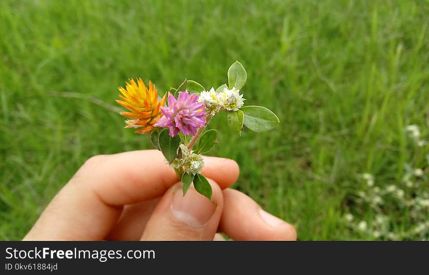 Flower, Plant, Grass, Aster