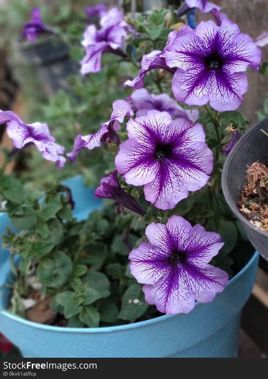 Flower, Plant, Purple, Violet