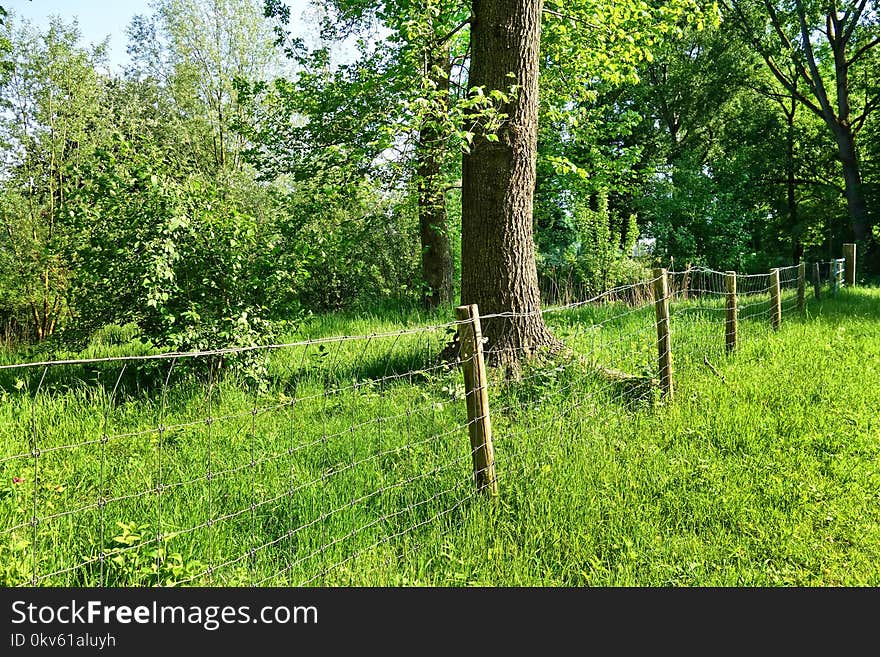 Nature, Vegetation, Tree, Ecosystem