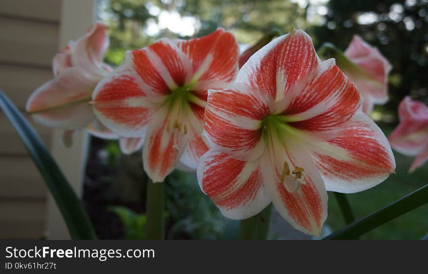 Flower, Plant, Flowering Plant, Hippeastrum