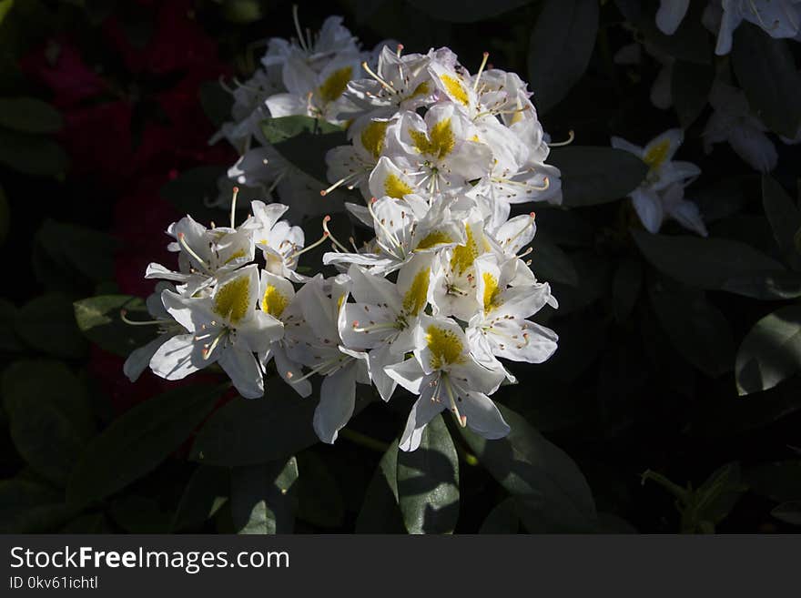 Plant, Flower, White, Flora