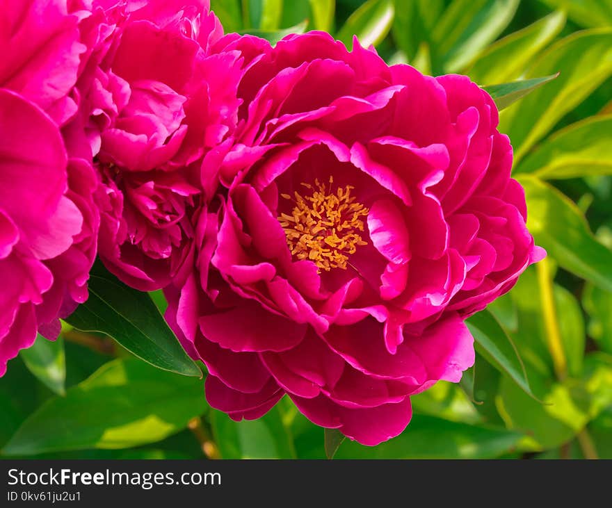 Flower, Plant, Pink, Peony