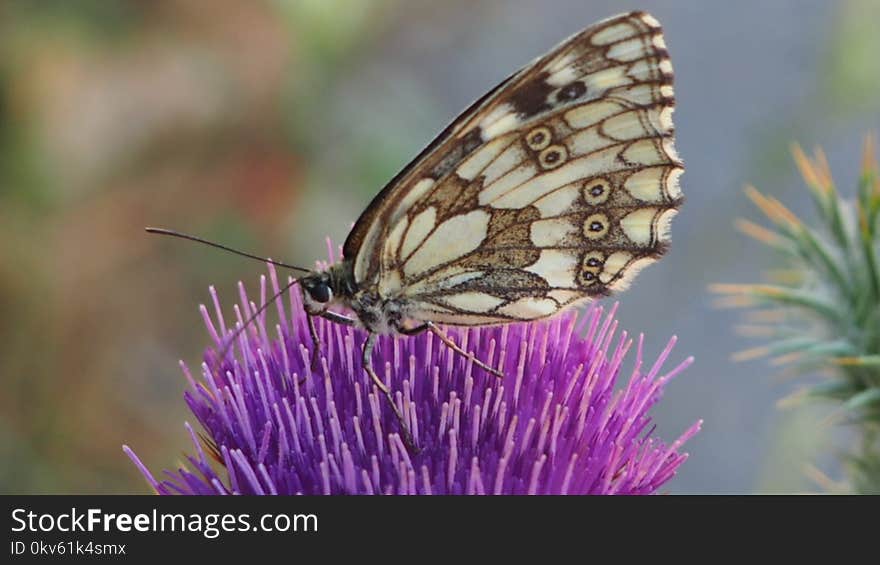 Butterfly, Moths And Butterflies, Insect, Brush Footed Butterfly