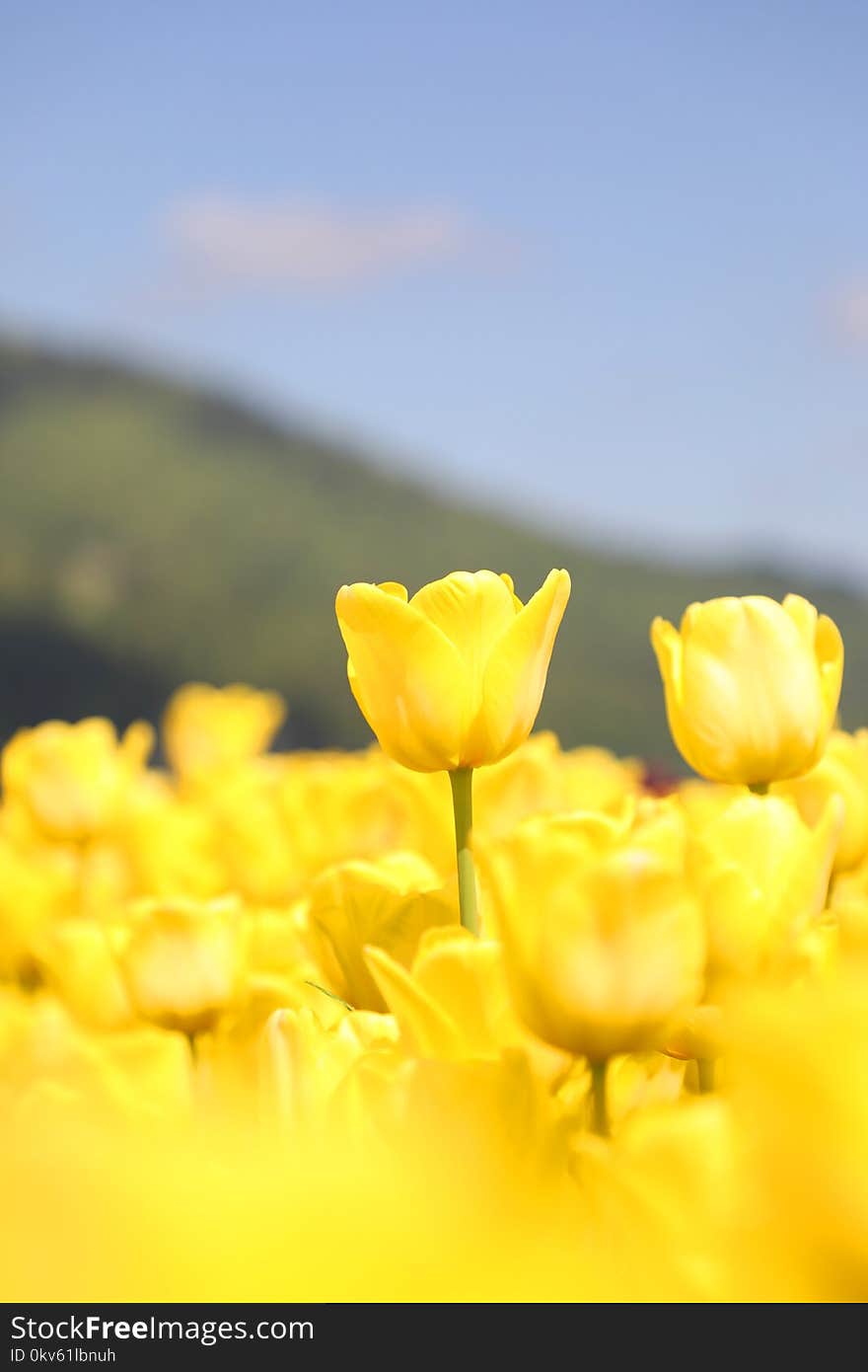 Flower, Yellow, Flowering Plant, Wildflower