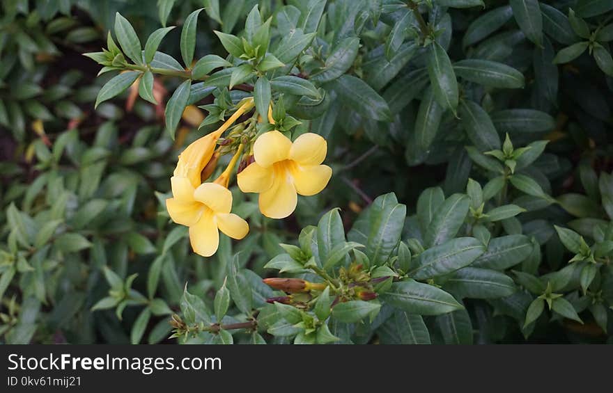 Plant, Flower, Flora, Vegetation