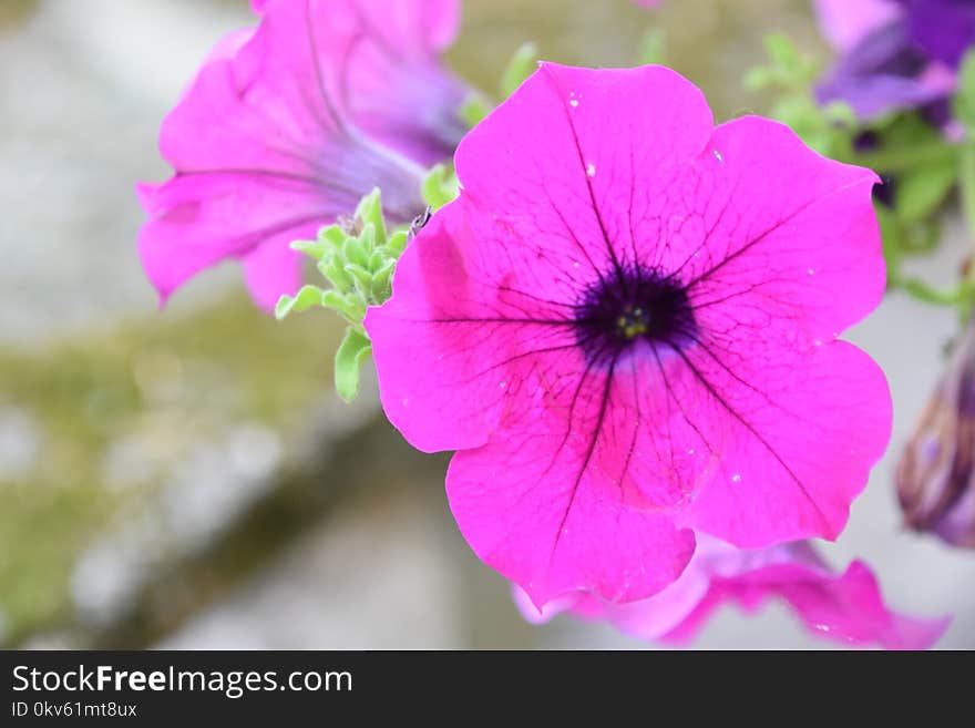 Flower, Pink, Flora, Plant