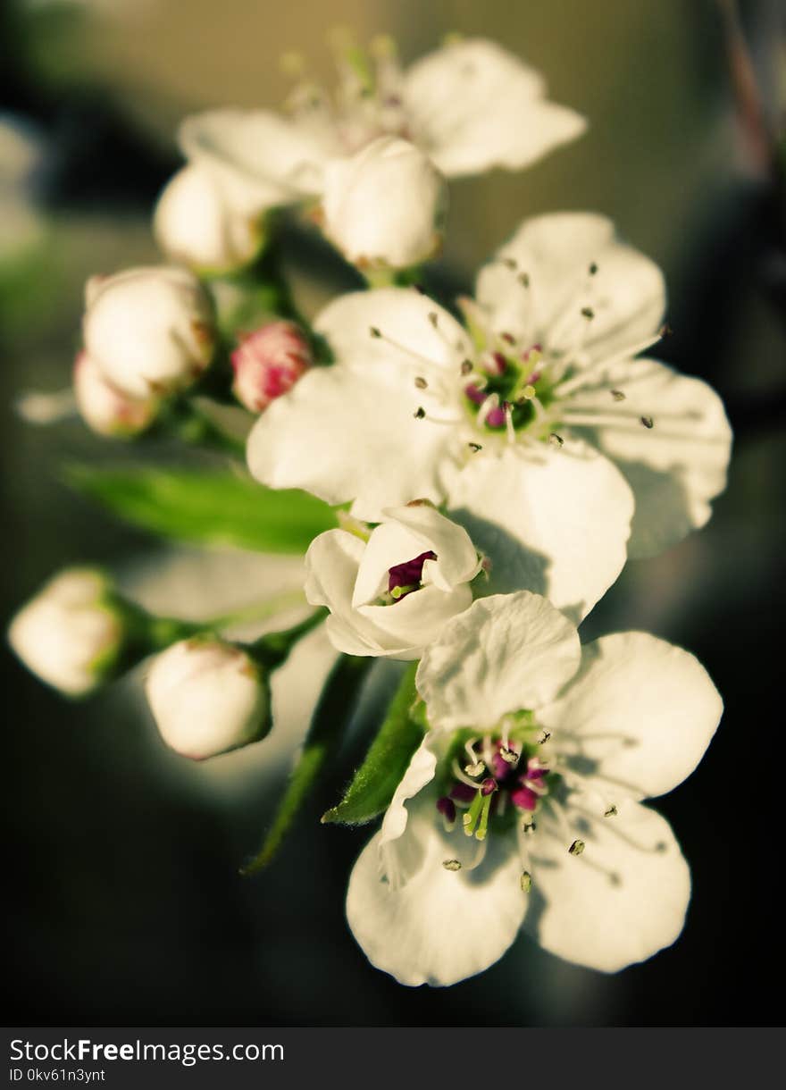 White, Flower, Blossom, Spring