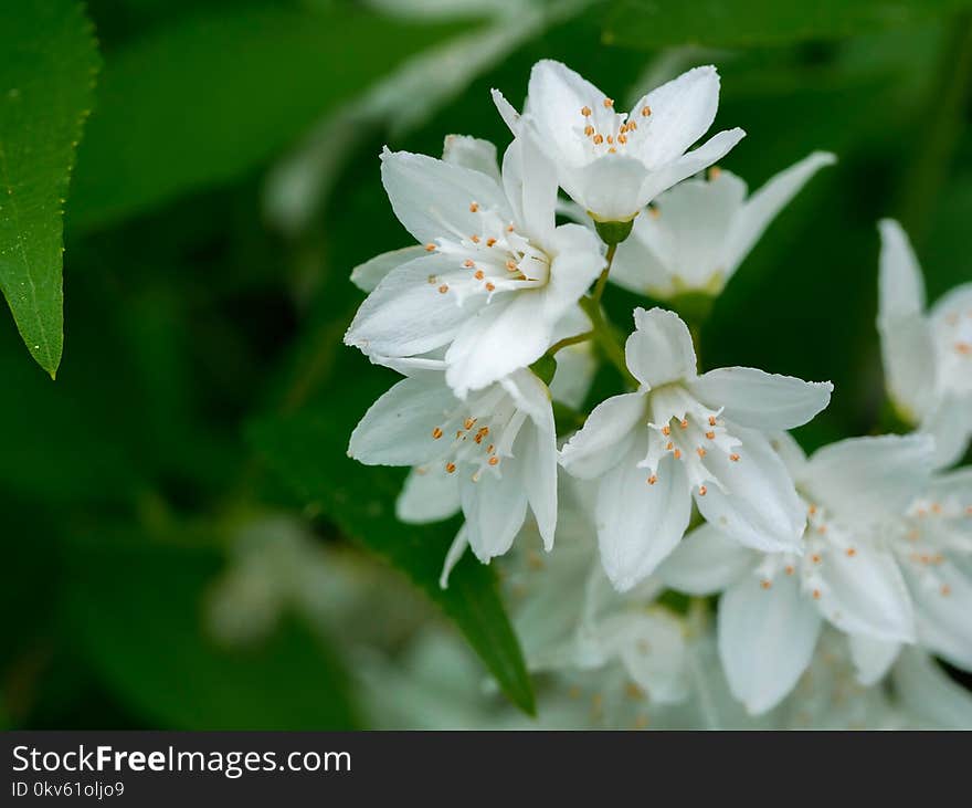 White, Flower, Flora, Plant