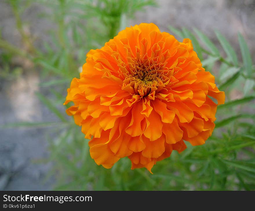 Flower, Flora, Wildflower, Calendula