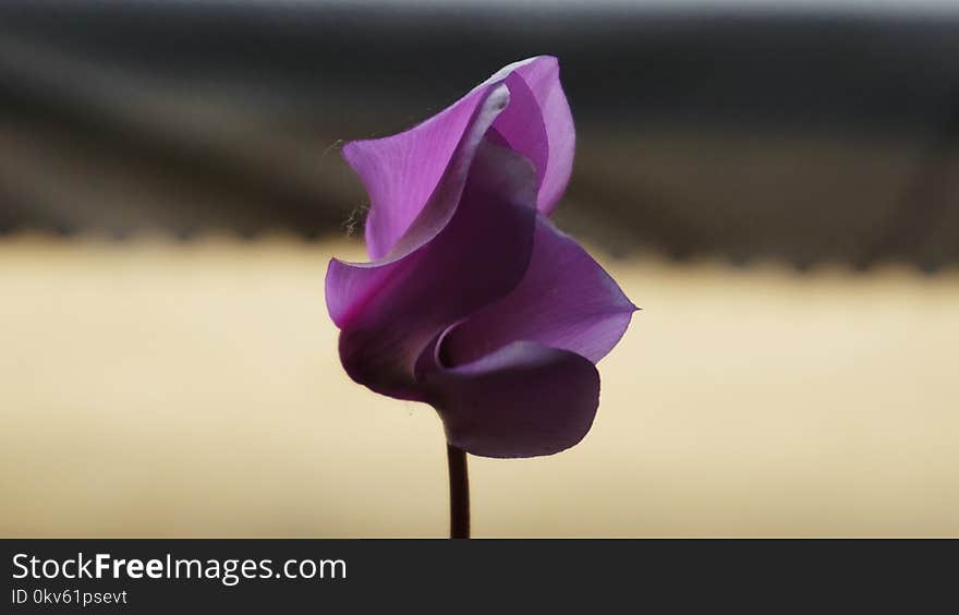 Flower, Purple, Violet, Plant