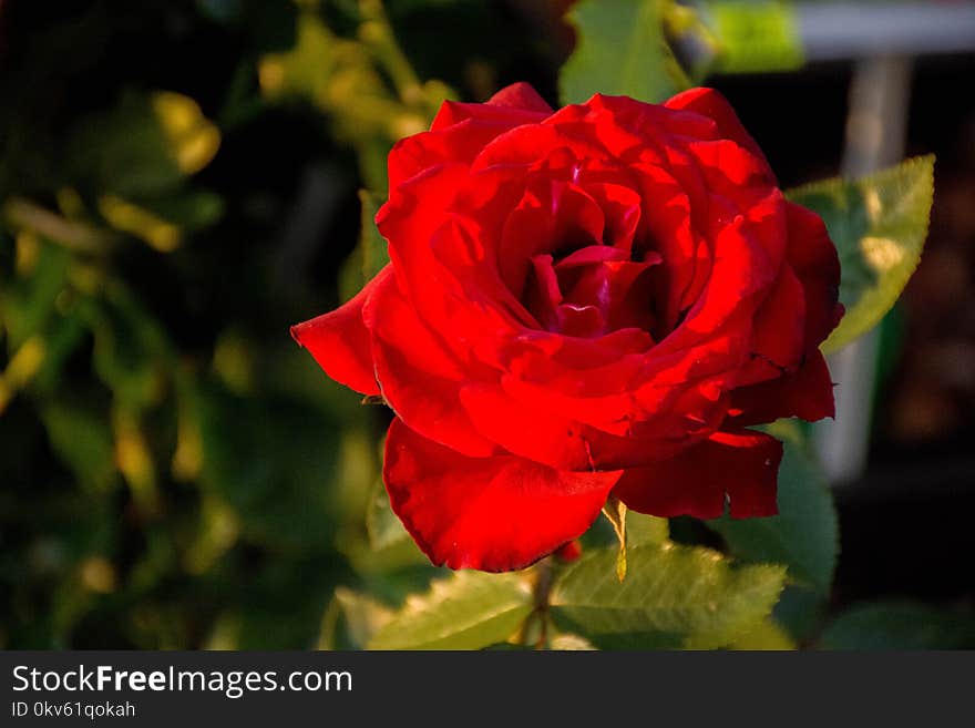 Rose, Rose Family, Flower, Garden Roses