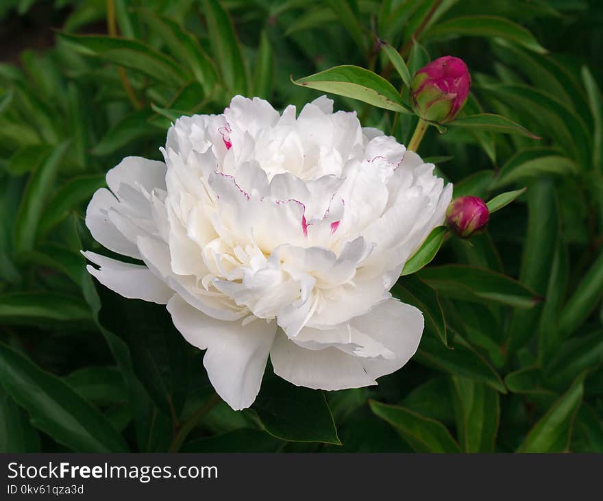 Flower, Plant, Flowering Plant, Peony