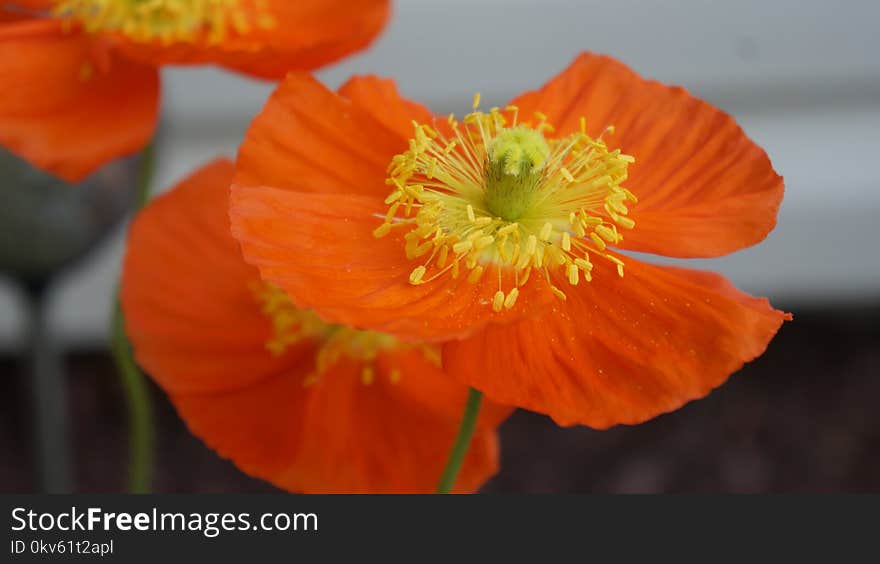 Flower, Orange, Yellow, Wildflower