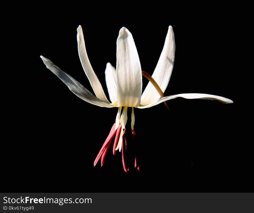 Flower, White, Plant, Flora